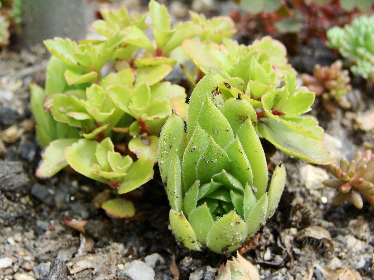 Sempervivum dolomiticum: Picture taken in the university botanical garden of Wrocław (Poland): Sempervivum dolomiticum Facchini