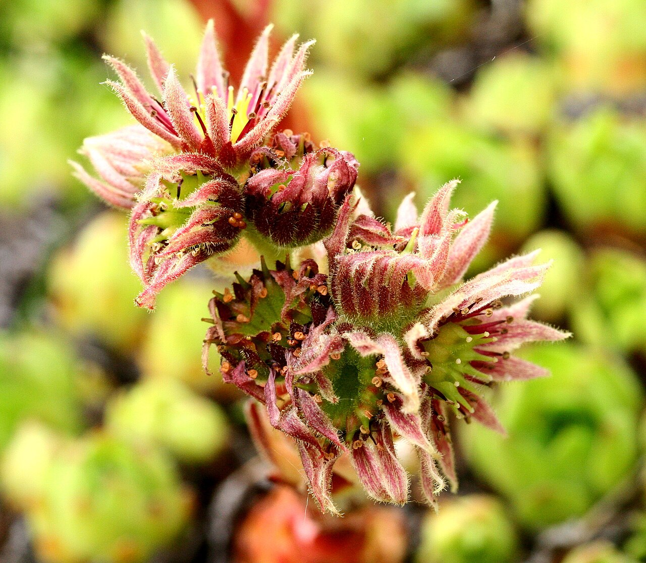 Sempervivum dolomiticum: Semprevivo delle Dolomiti (Sempervivum dolomiticum) - Giardino Botanico delle Alpi Orientali Faverghera, Limana (BL), 1500 m s.l.m. - Giugno 2007