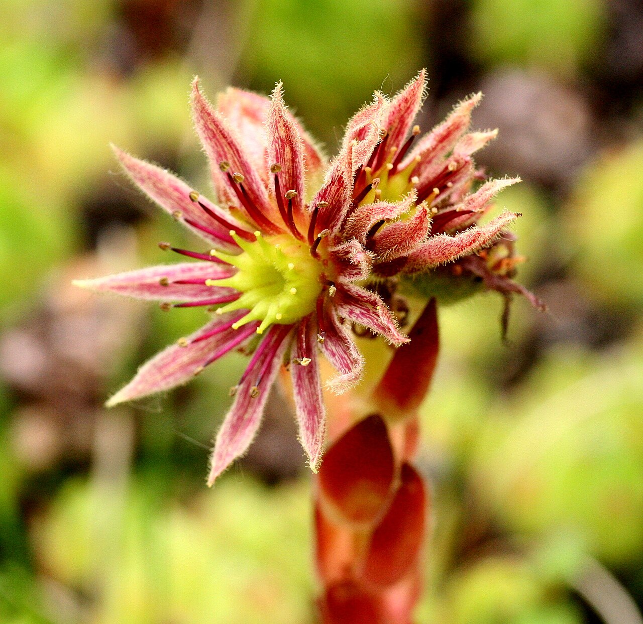 Sempervivum dolomiticum: Semprevivo delle Dolomiti (Sempervivum dolomiticum) - Giardino Botanico delle Alpi Orientali Faverghera, Limana (BL), 1500 m s.l.m. - Giugno 2007
