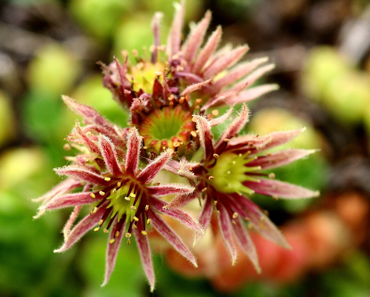 Sempervivum dolomiticum: Semprevivo delle Dolomiti (Sempervivum dolomiticum) - Giardino Botanico delle Alpi Orientali Faverghera, Limana (BL), 1500 m s.l.m. - Giugno 2007