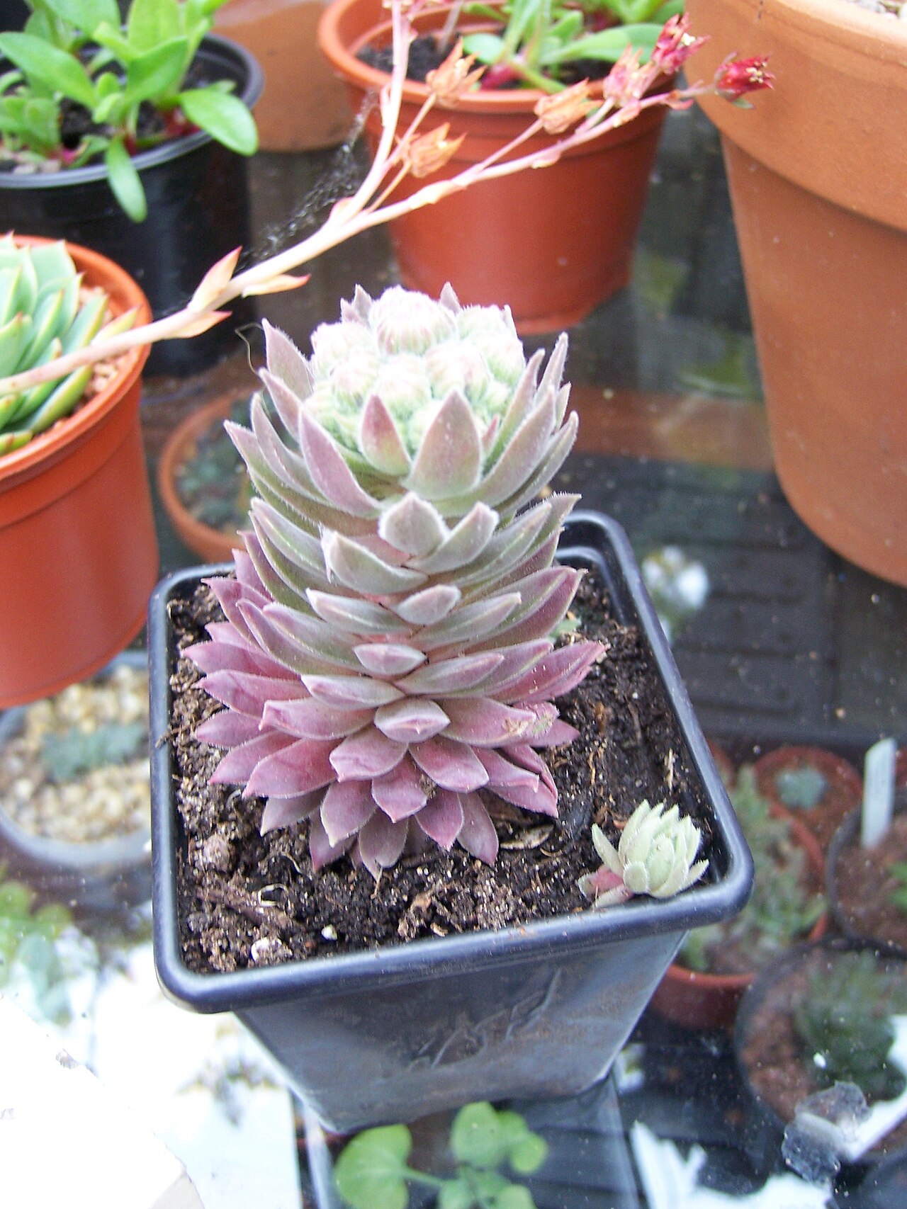 Sempervivum dolomiticum: Sempervivum Dolmiticum X Montanum