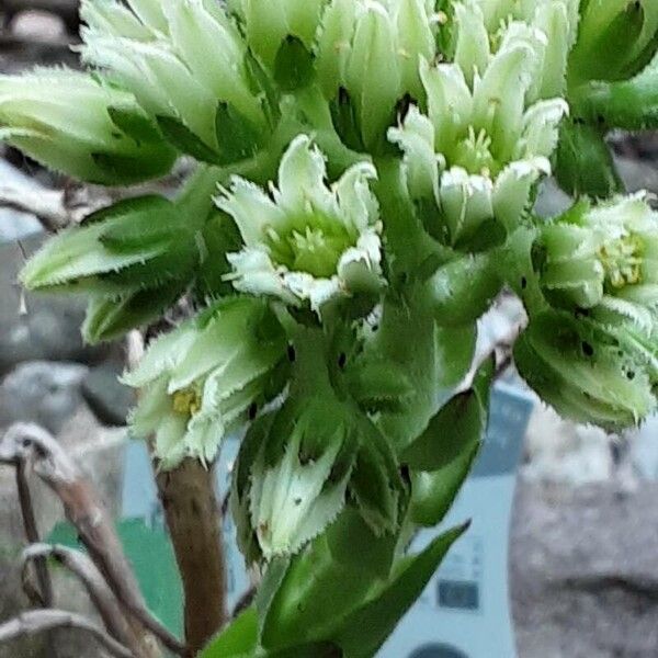 Rolling hen-and-chicks (Sempervivum globiferum)