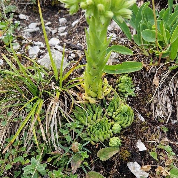 Rolling hen-and-chicks (Sempervivum globiferum)