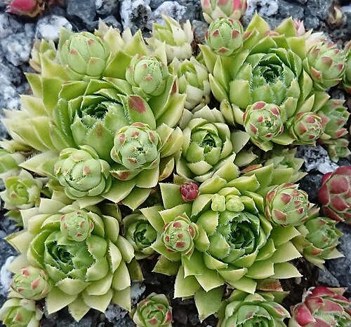 Rolling hen-and-chicks: Alaska.globiferum ssp. hirtum - Kultivar