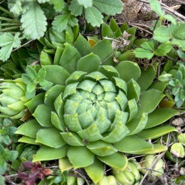 Rolling hen-and-chicks (Sempervivum globiferum)