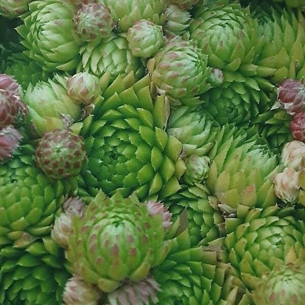 Rolling hen-and-chicks (Sempervivum globiferum)