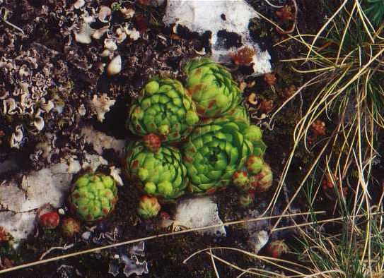 Rolling hen-and-chicks: Sempervivum globiferum subsp. globiferum , Lochenstein, Deutschland