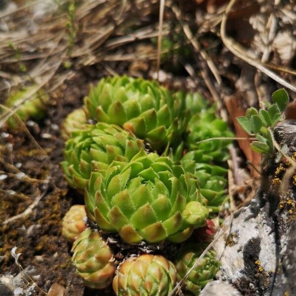 Rolling hen-and-chicks (Sempervivum globiferum)