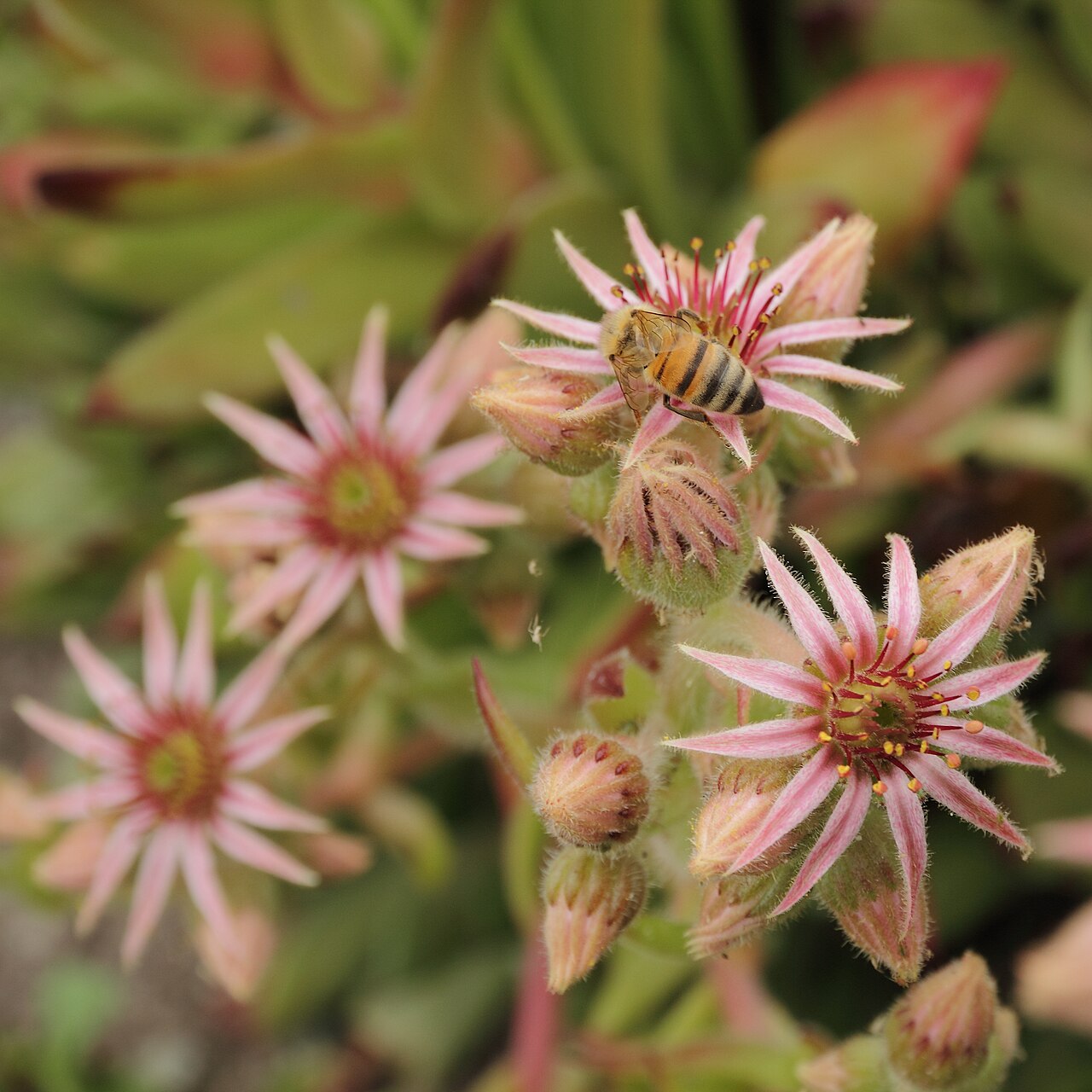 Sempervivum leucanthum: Sempervivum kindingeri i Bergianska trädgården .