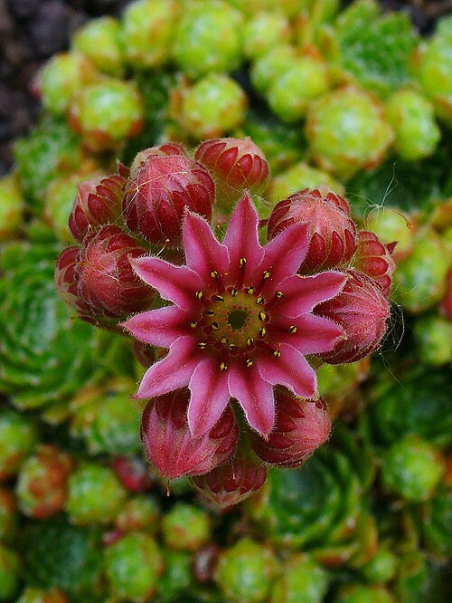 Sempervivum leucanthum: Flower; Botanical Garden KIT, Karlsruhe, Germany.
