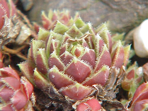 Sempervivum leucanthum: Species : Sempervivum leucanthum Family : Crassulaceae Image No. 1