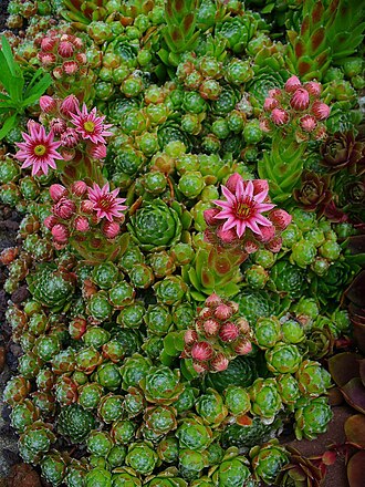 Sempervivum leucanthum: Habitus; Botanical Garden KIT, Karlsruhe, Germany.