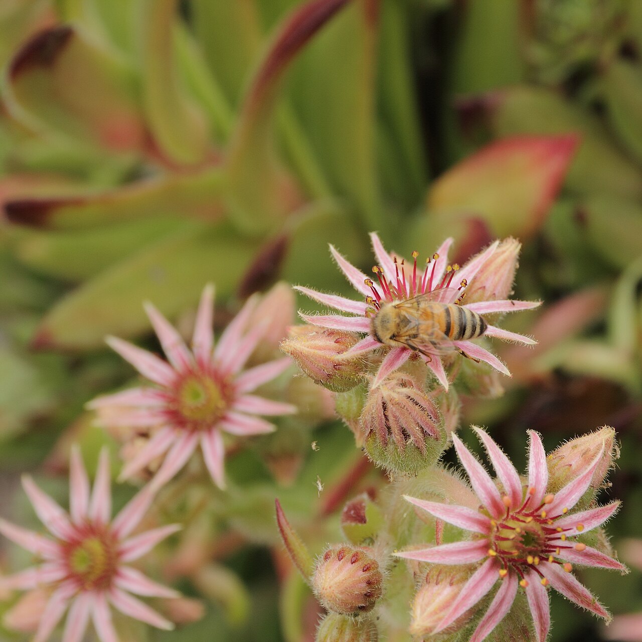 Sempervivum leucanthum: Sempervivum kindingeri i Bergianska trädgården .