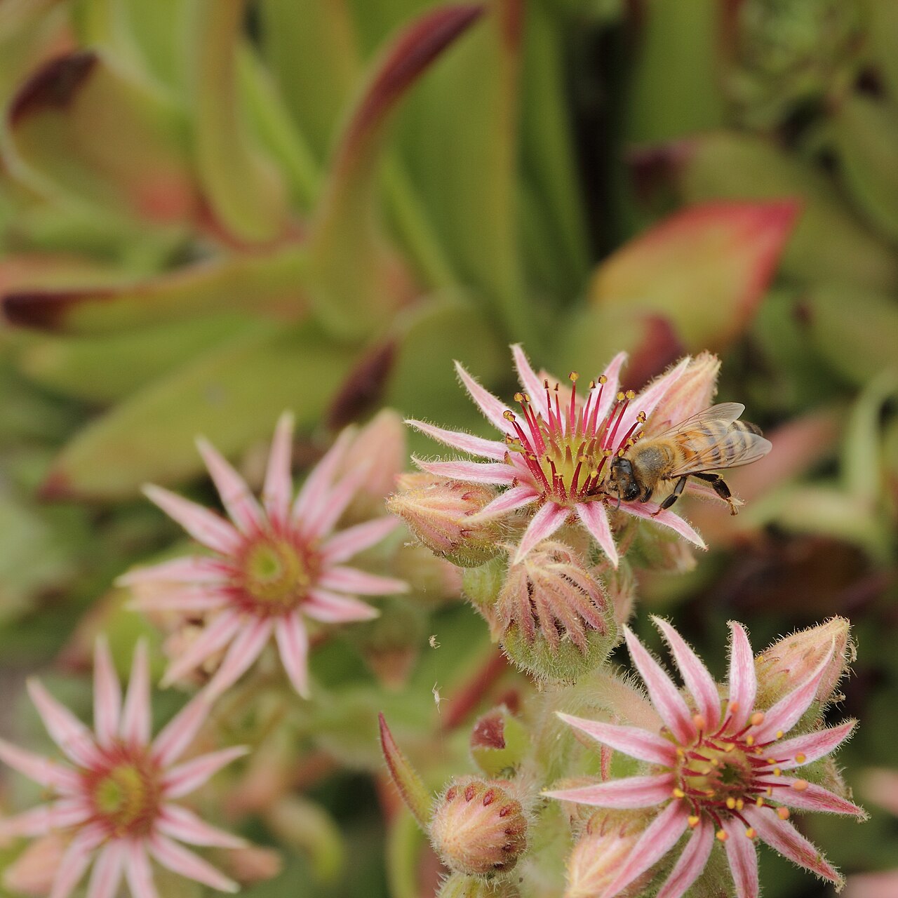 Sempervivum leucanthum: Sempervivum kindingeri i Bergianska trädgården .