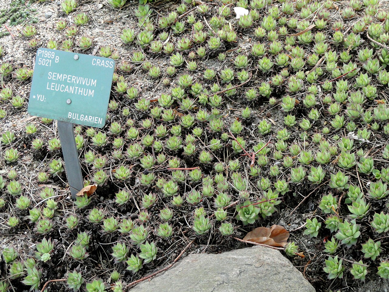 Sempervivum leucanthum: Botanical specimen in the University of Copenhagen Botanical Garden, Copenhagen, Denmark.