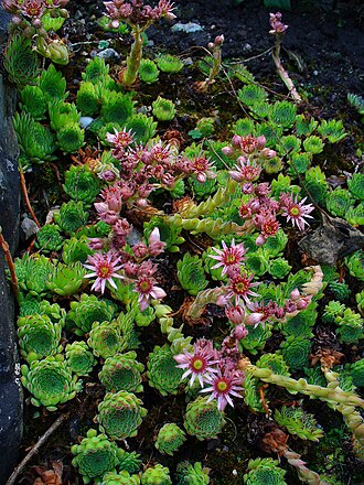Sempervivum leucanthum: Habitus; Botanical Garden KIT, Karlsruhe, Germany.