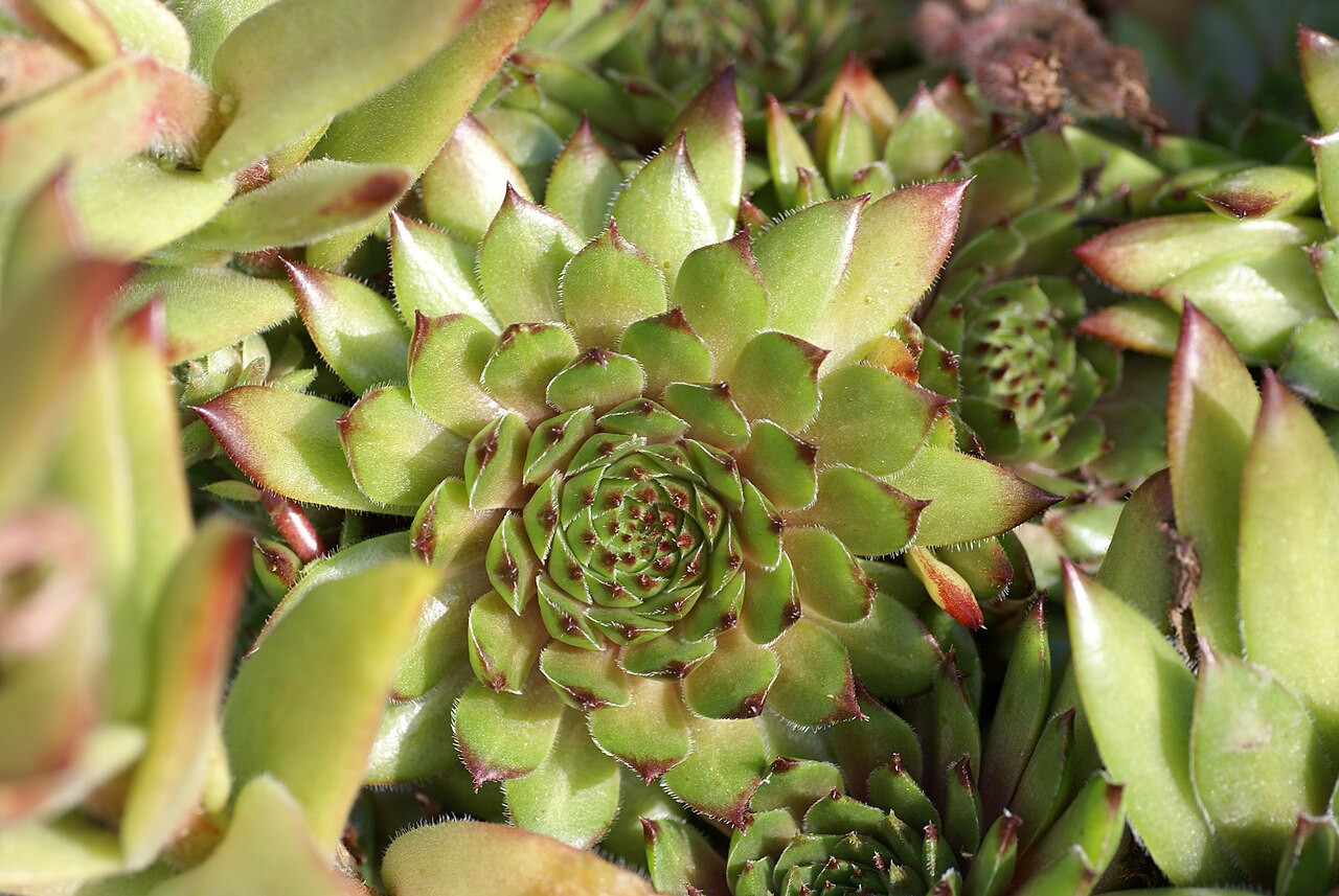 Sempervivum leucanthum: Plant species Sempervivum kindingeri in Bergianska trädgården, Stockholm, Sweden.