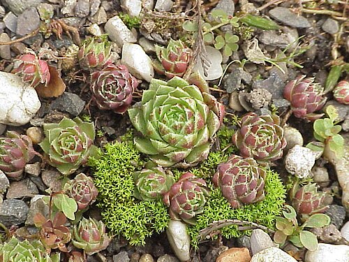 Sempervivum leucanthum: Species : Sempervivum leucanthum Family : Crassulaceae Image No. 2