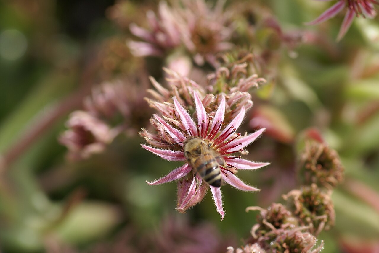 Sempervivum leucanthum: Plant species Sempervivum kindingeri in Bergianska trädgården, Stockholm, Sweden.