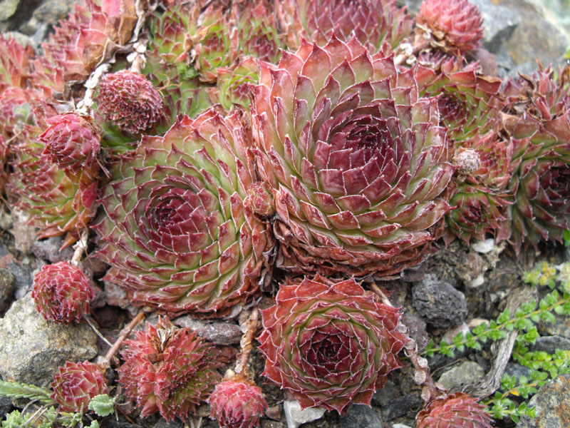 Sempervivum marmoreum: Sempervivum marmoreum 'Ornatum'