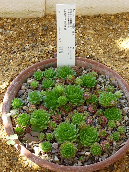 Sempervivum marmoreum: Sempervivum marmoreum subsp. marmoreum (syn. Sempervivum ballsii ). Taken in the Cambridge University Botanic Garden