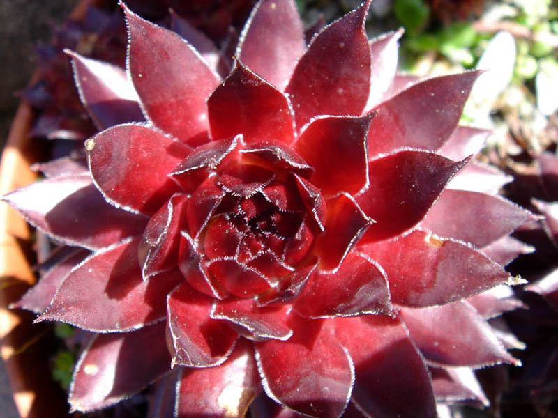Sempervivum marmoreum: Sempervivum marmoreum 'Ornatum'