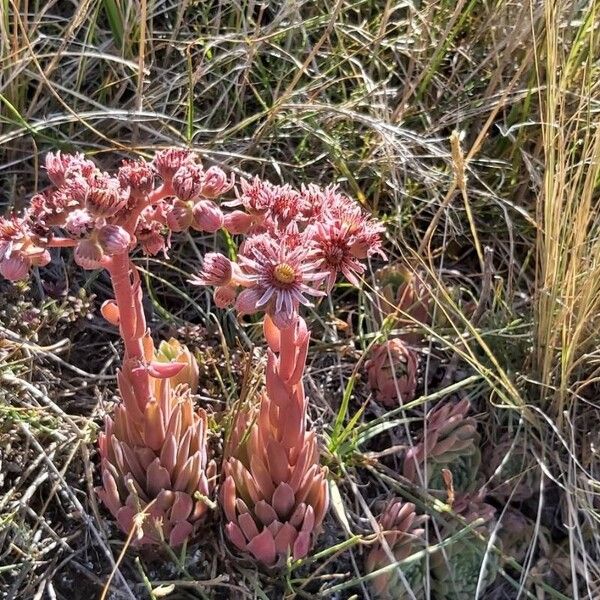 Sempervivum marmoreum (Sempervivum marmoreum)