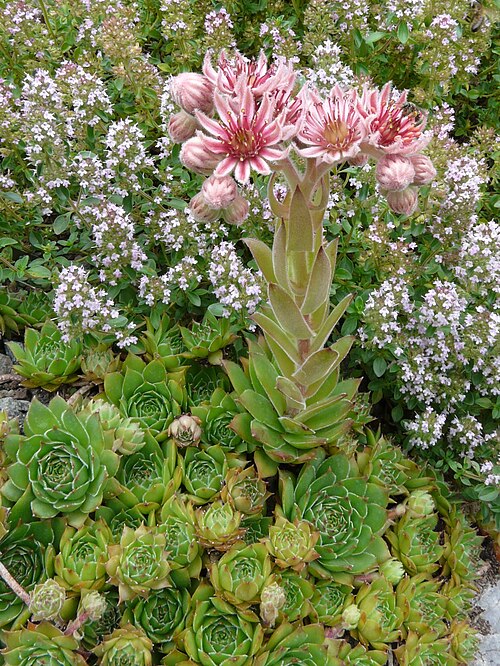 Sempervivum marmoreum: Sempervivum marmoreum