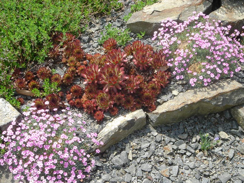 Sempervivum marmoreum: Sempervivum marmoreum 'Ornatum'