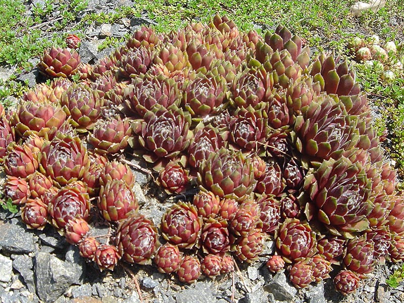 Sempervivum marmoreum: Sempervivum marmoreum 'Ornatum'