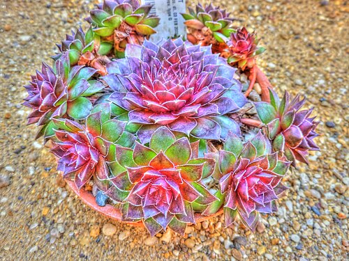 Sempervivum marmoreum: Taken in the Cambridge University Botanic Garden .