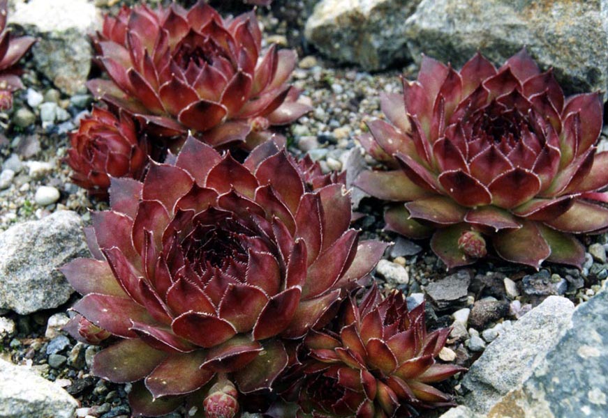 Sempervivum marmoreum: Sempervivum marmoreum 'Ornatum'
