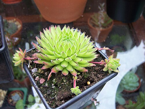 Sempervivum marmoreum: Sempervivum erythraeum