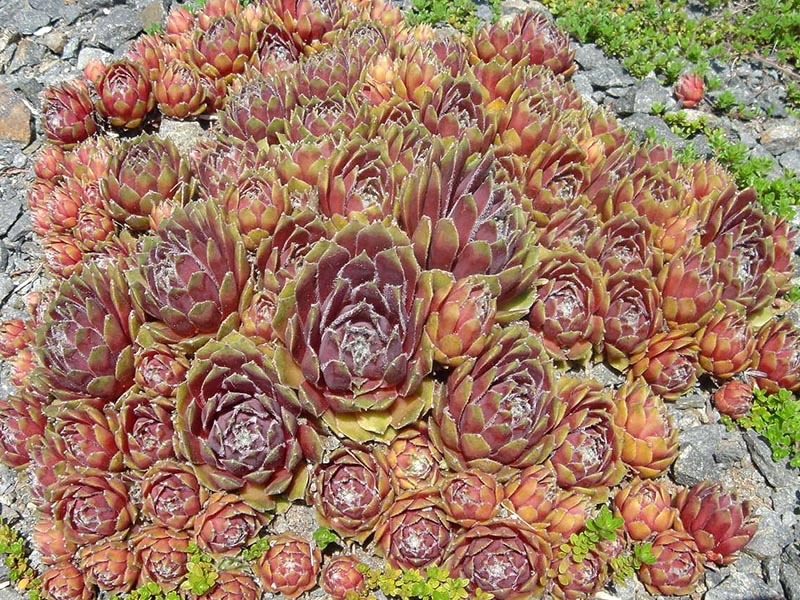 Sempervivum marmoreum: Sempervivum marmoreum 'Ornatum'