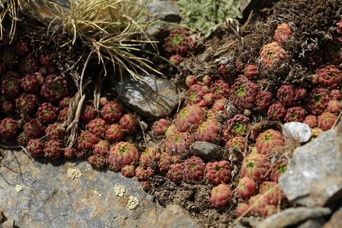 Sempervivum minutum (Sempervivum minutum)