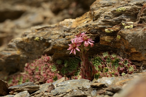 Sempervivum minutum (Sempervivum minutum)