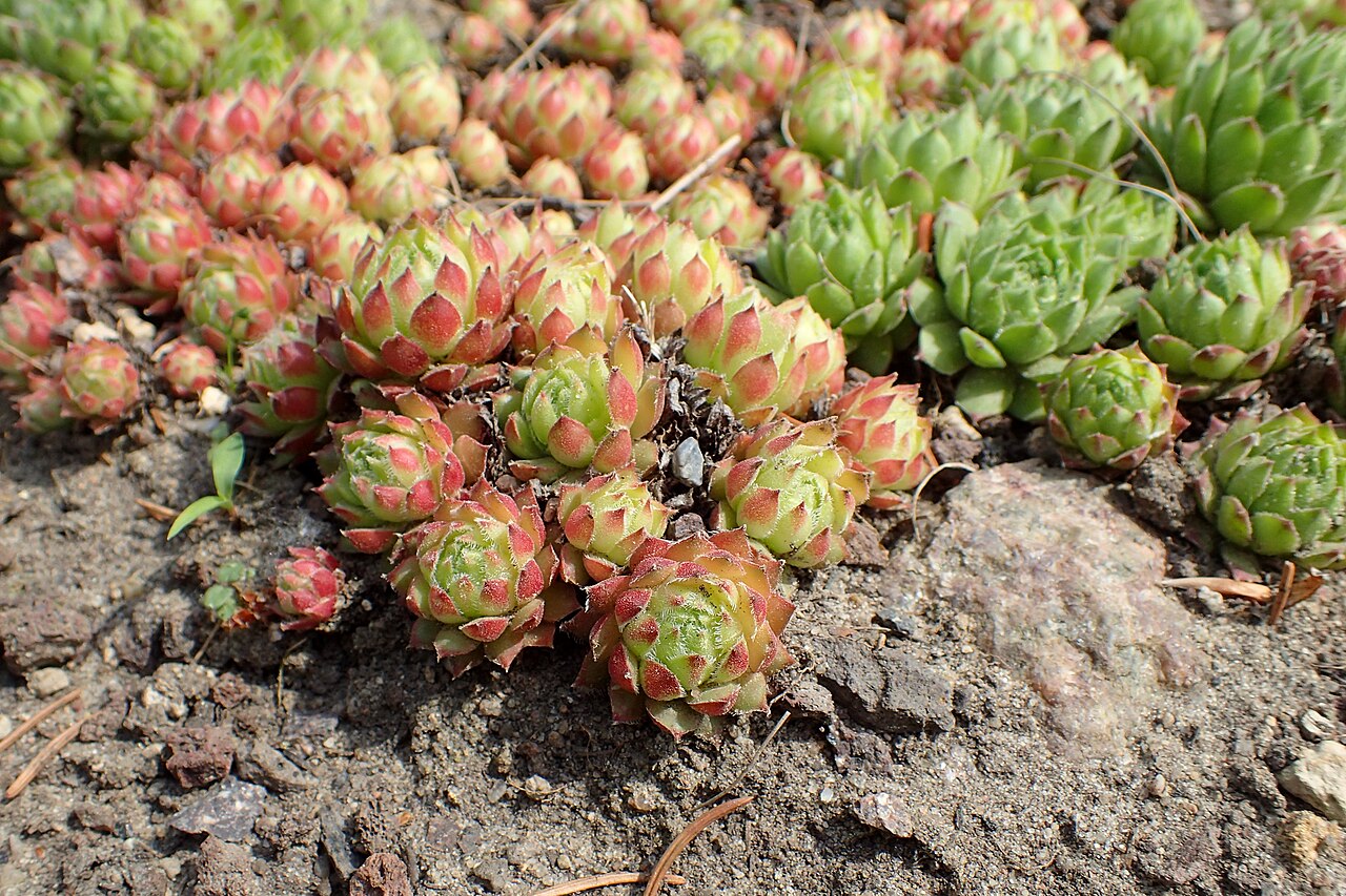 Sempervivum minutum: Sempervivum minutum in the Botanischer Garten, Berlin-Dahlem