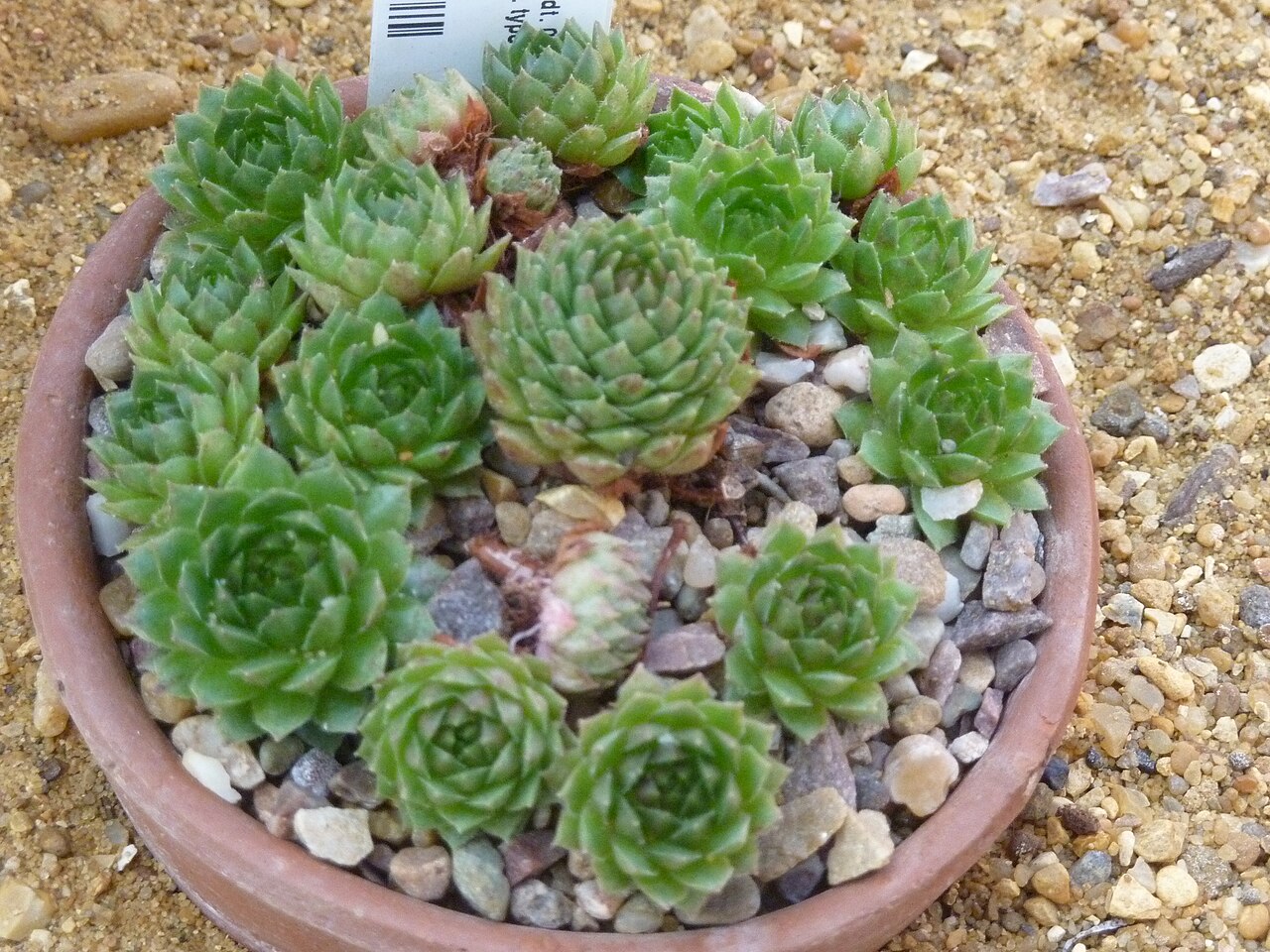 Sempervivum minutum: Taken in the Cambridge University Botanic Garden .