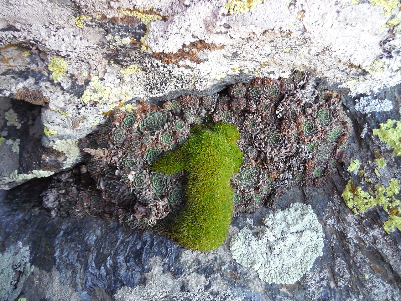 Sempervivum minutum: Sempervivum minutum poussant à 2350m d'altitude dans la Sierra Nevada en Espagne.