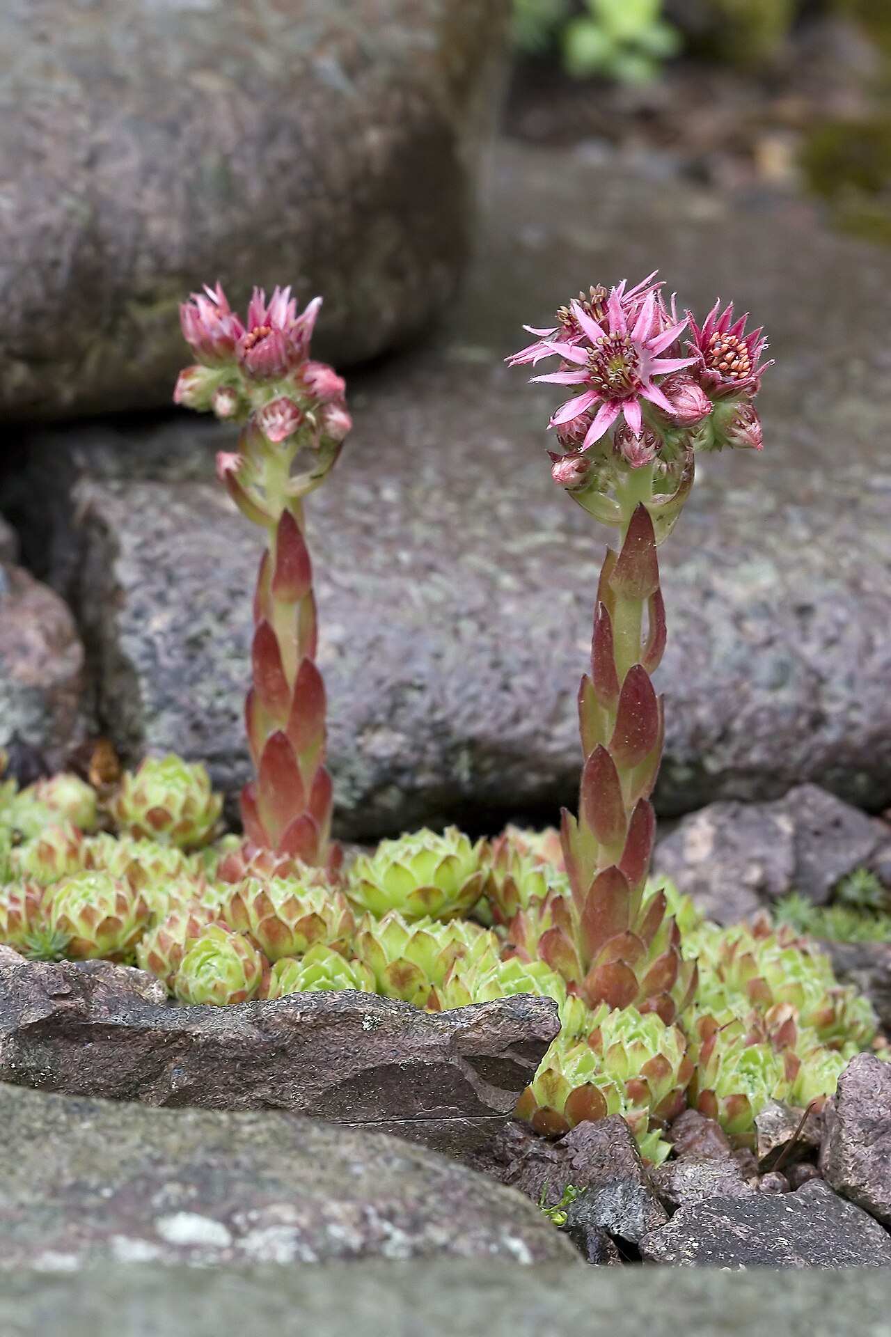 Sempervivum minutum: Nevada-Hauswurz