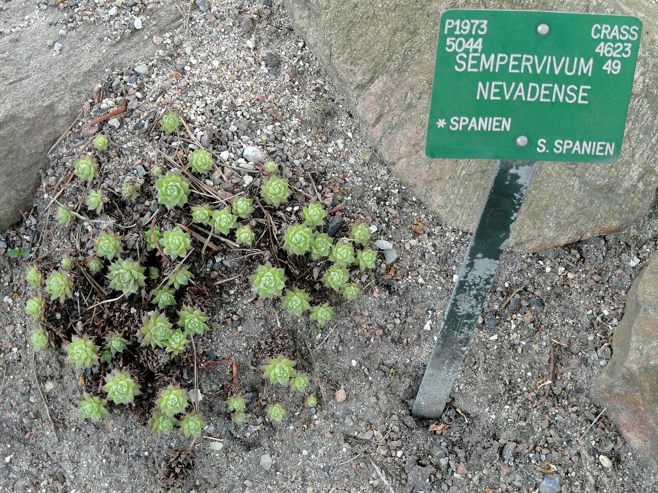 Sempervivum minutum: Botanical specimen in the University of Copenhagen Botanical Garden, Copenhagen, Denmark.