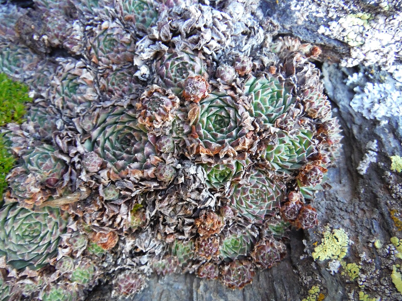 Sempervivum minutum: Sempervivum minutum poussant à 2350m d'altitude dans la Sierra Nevada en Espagne.