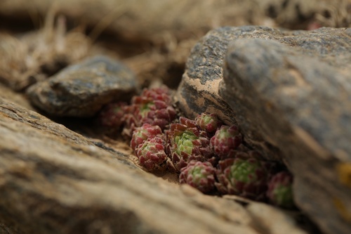 Sempervivum minutum (Sempervivum minutum)