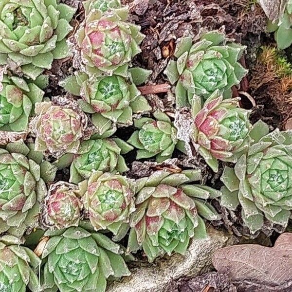 Sempervivum montanum (Sempervivum montanum)