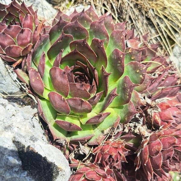 Sempervivum montanum (Sempervivum montanum)