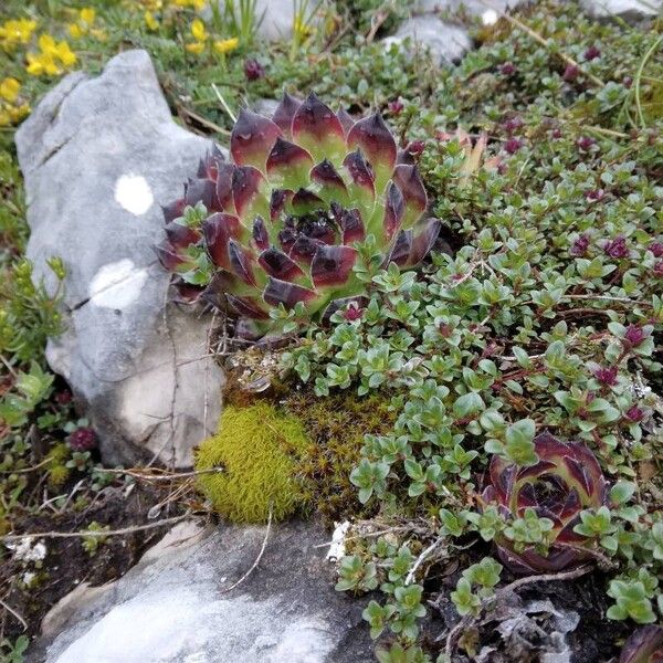 Sempervivum montanum (Sempervivum montanum)