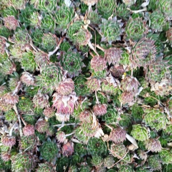 Sempervivum montanum (Sempervivum montanum)