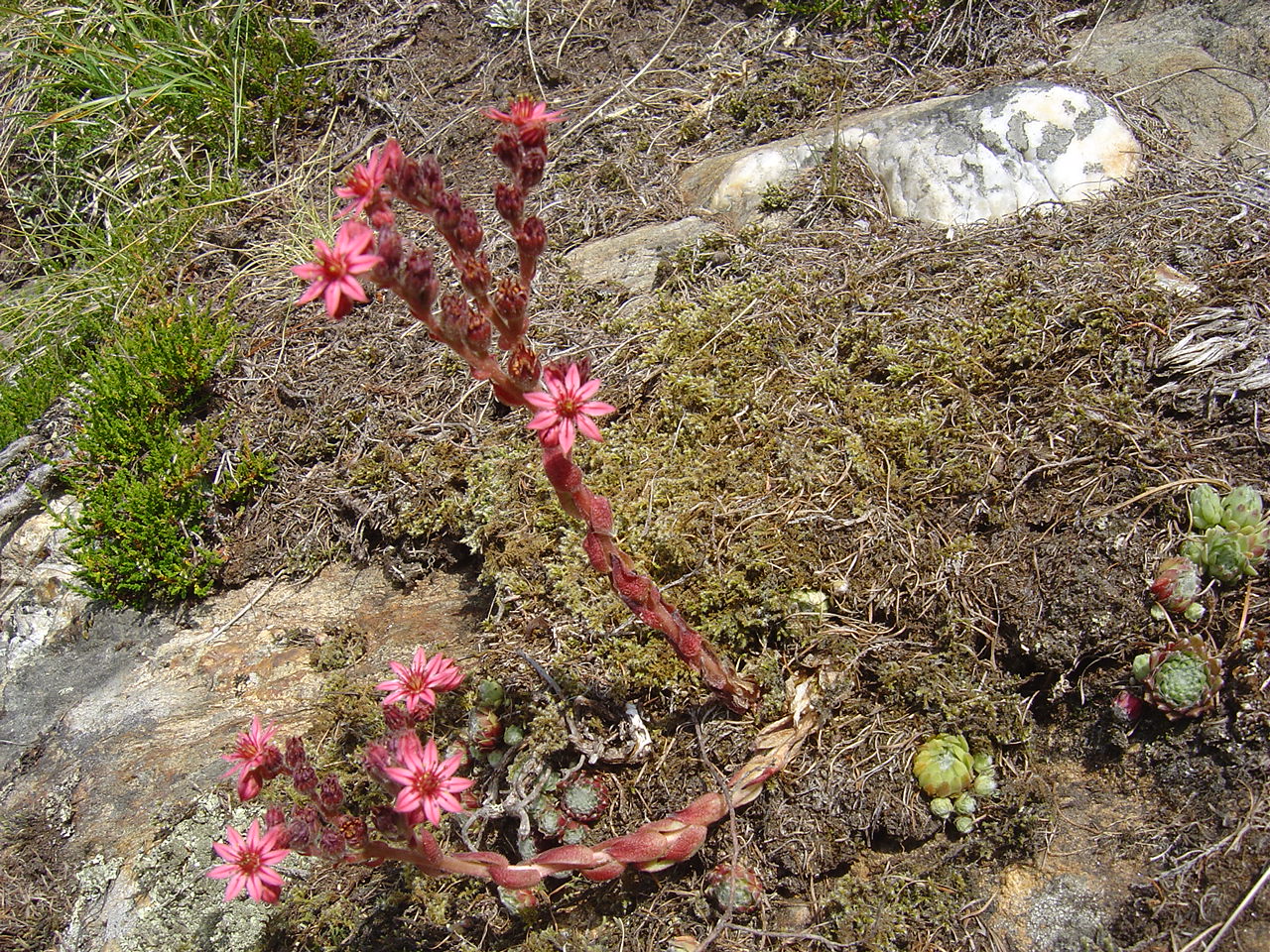 Sempervivum montanum: Berghuislook