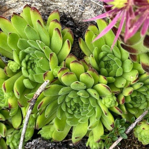 Sempervivum montanum (Sempervivum montanum)
