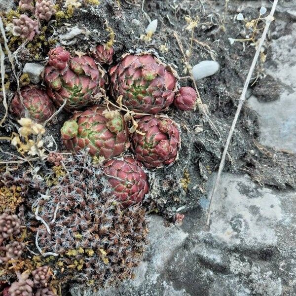 Sempervivum montanum (Sempervivum montanum)
